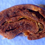 Cross Section of Roasted Coffee Bean Courtesy of Willem J Boot